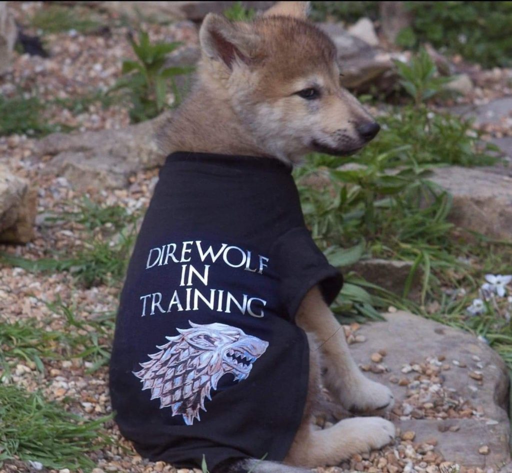 Direwolf in store training dog shirt