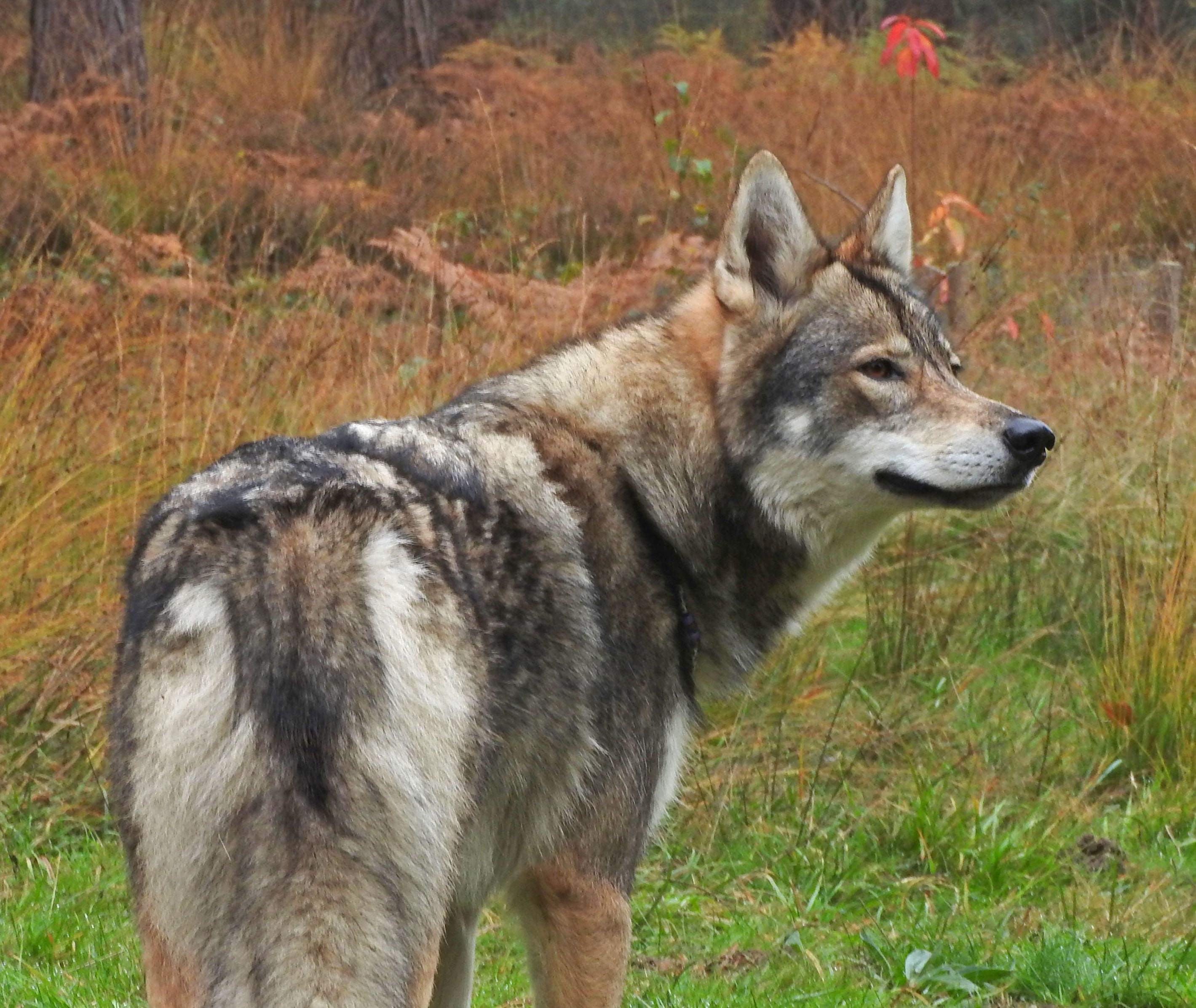 wolf breeder near me