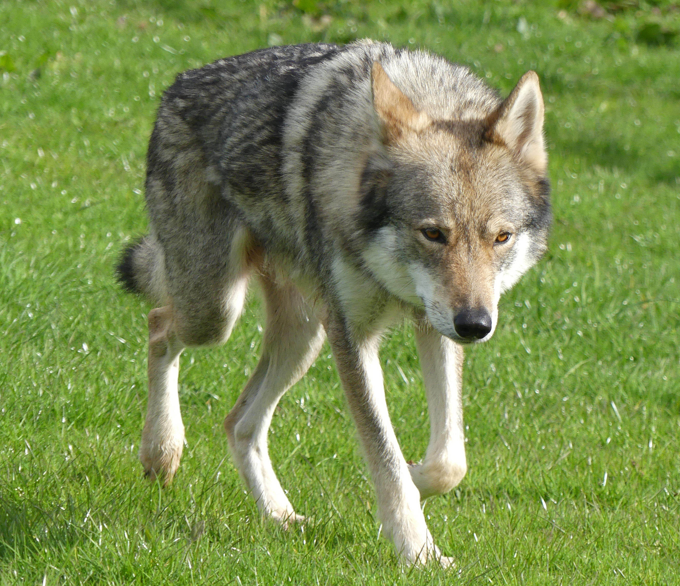 are wolfdogs legal in england