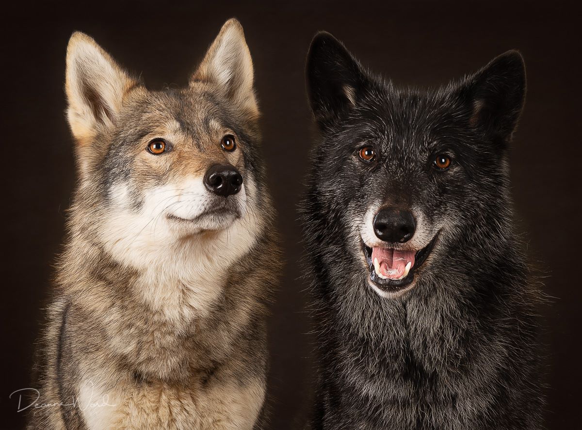 wolf dog puppies