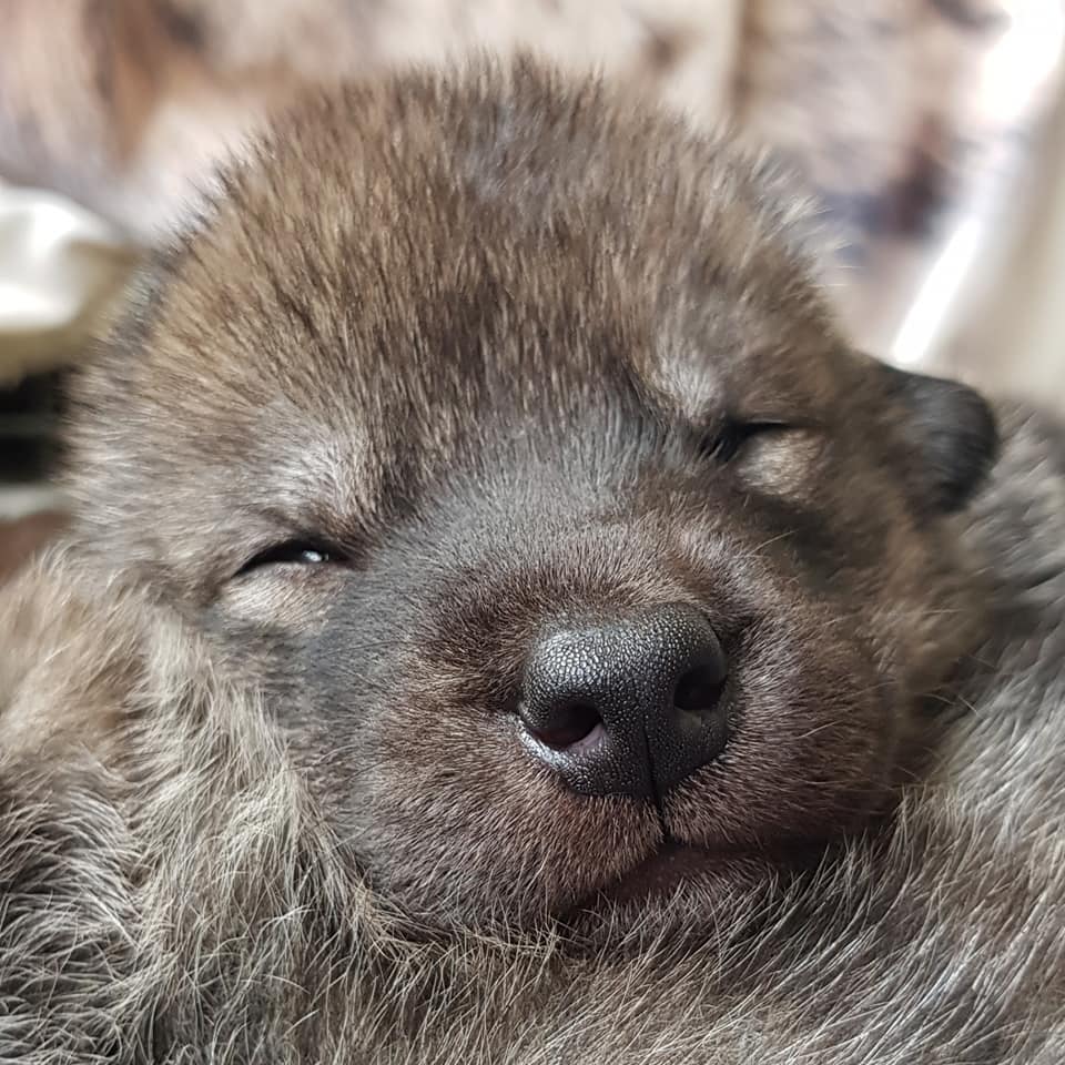 wolf hybrid puppies for sale